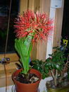 Blood Lily